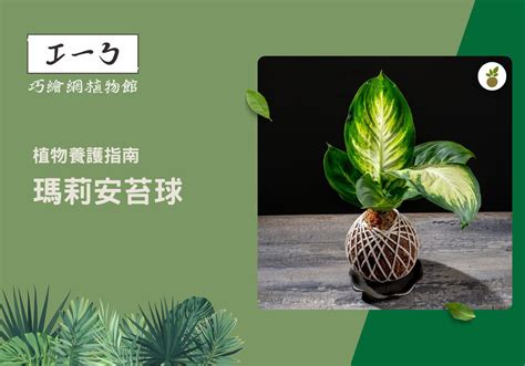 瑪莉安黛粉葉風水|室內植物愛好者的首選：瑪莉安苔球照護技巧 